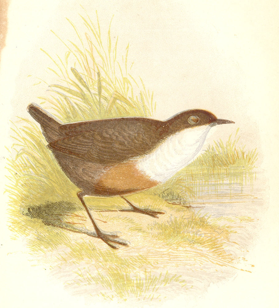 BIRDS. Songbirds . Water Ouzel (Anne Pratt, SPCK) 1857 old antique print